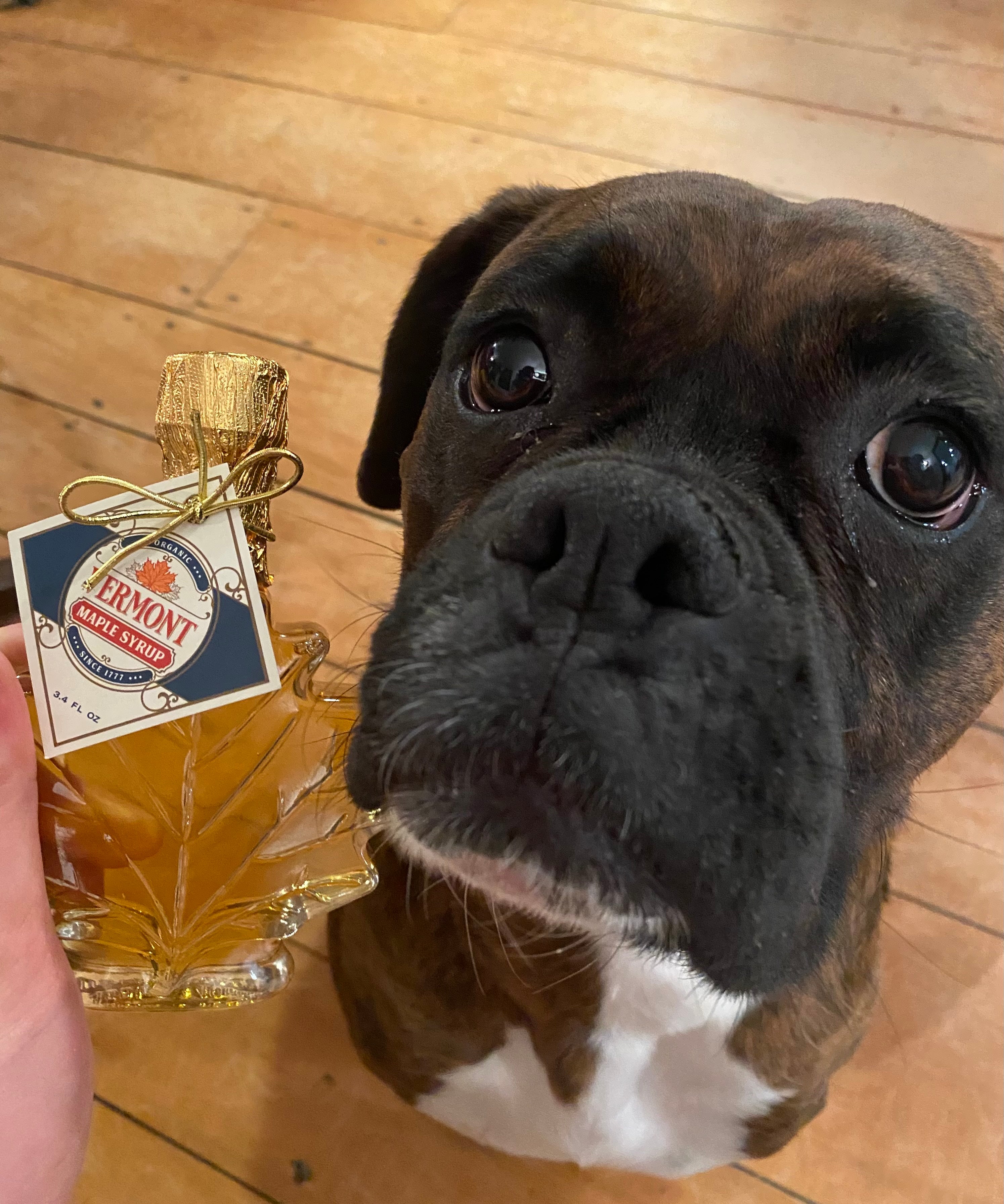 Is pancake syrup 2025 bad for dogs