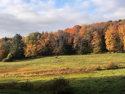 Vermont Maple Syrup - Organic, Hand-Crafted, Sustainable Pure Maple Syrup